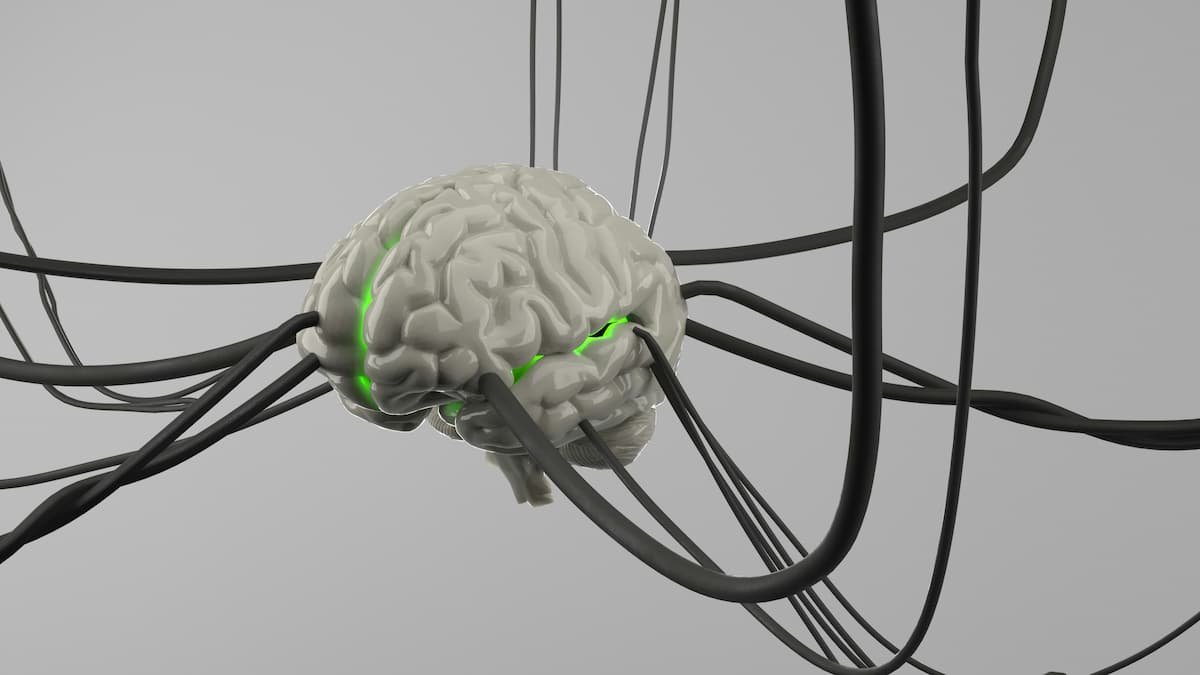 vagus nerve diagram showing connection between brain and body