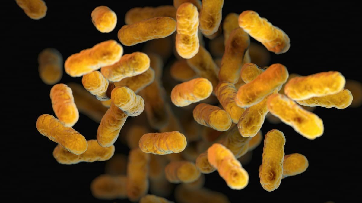 Gut microbiome bacteria influencing histamine metabolism and digestive health