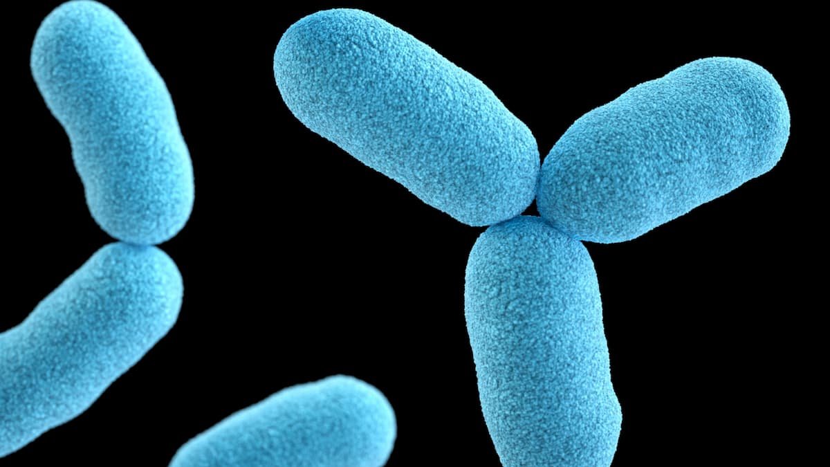 gut bacteria effect gut health.