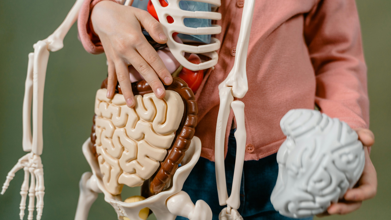 gut brain axis vagus nerve connection diagram digestion and nervous system