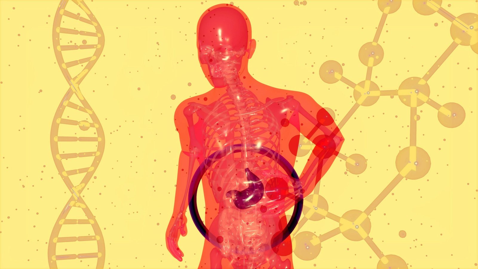 Illustration of the gut microbiome and digestive system