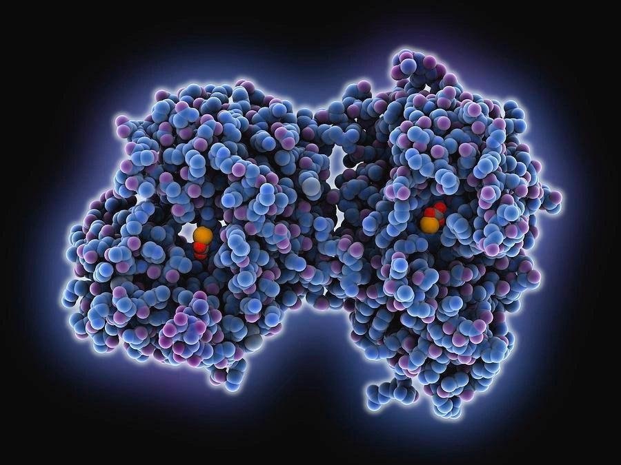 3D molecular structure of lactoferrin protein