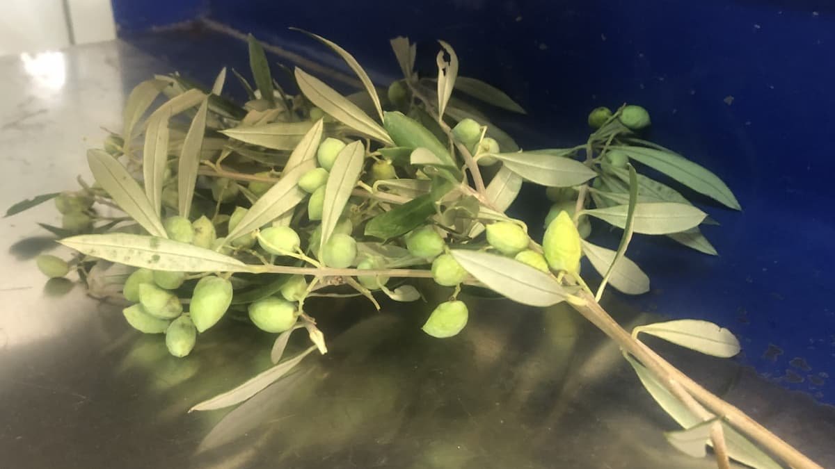 The benefits of olive oil.