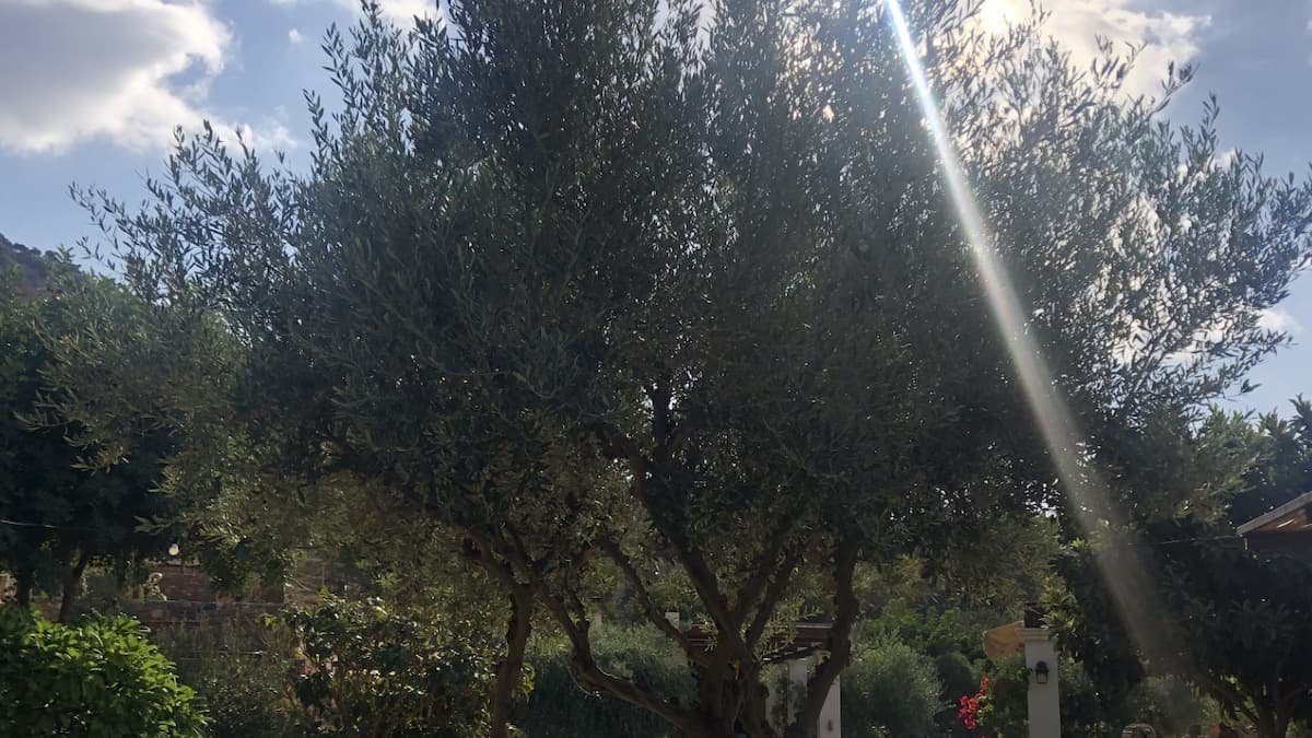 how to get the most benefit from olive oil