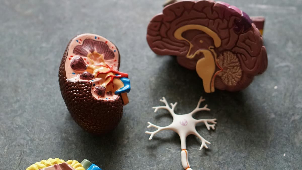 Vagus nerve stimulation