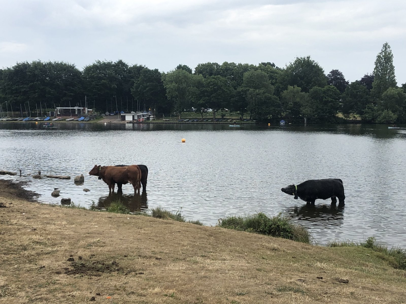 Benefits of walking in Sutton Park