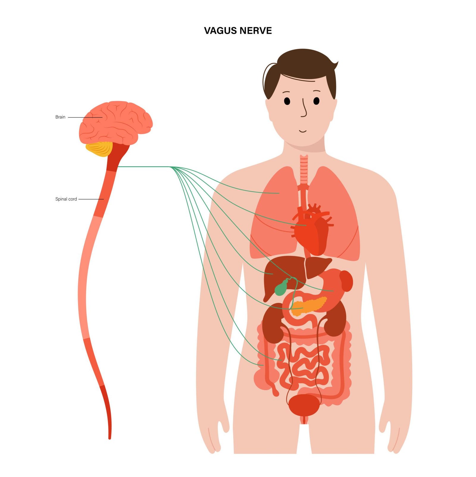 Diagram showing the vagus nerve connecting the brain with the heart, lungs and digestive system.